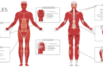 The Human Muscular System